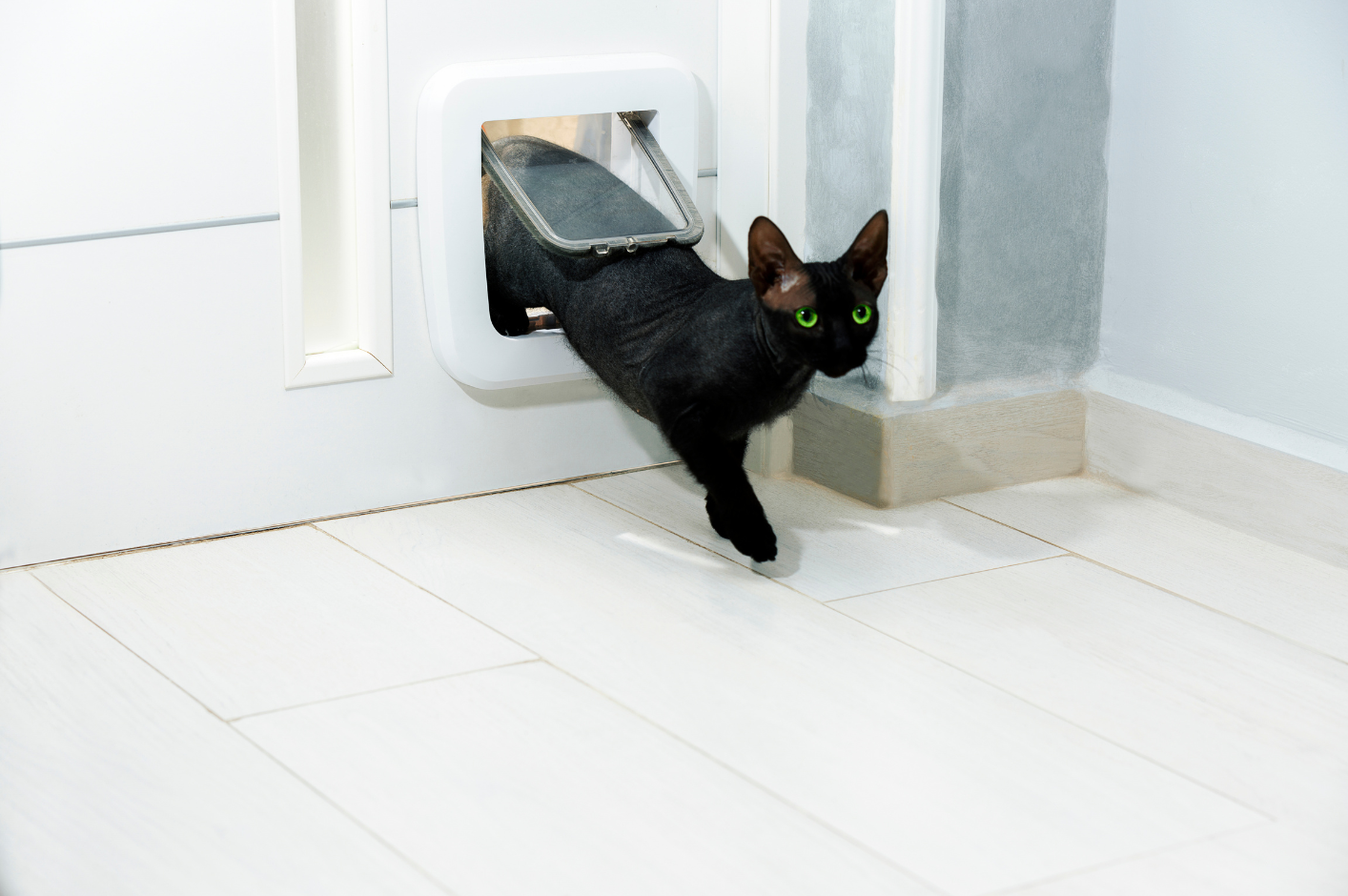 Porte d'entrée fonctionnelle avec chatière pour chien ou chat